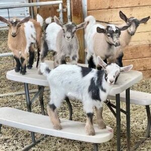 Pygmy Goats for Sale