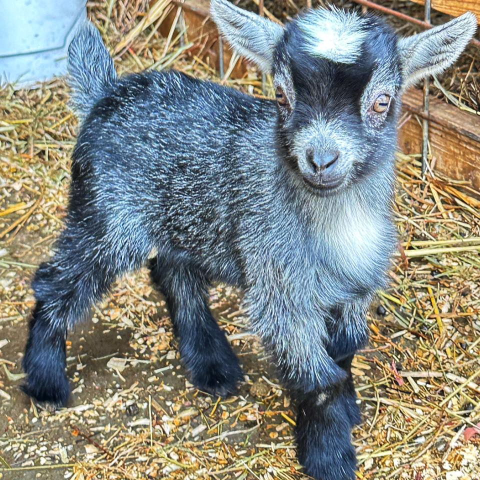 Service-3-min Why Pygmy Goats Are in High Demand