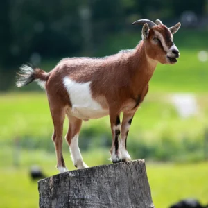 american pygmy goats for sale