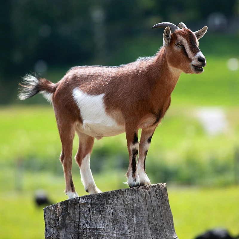 american pygmy goats for sale