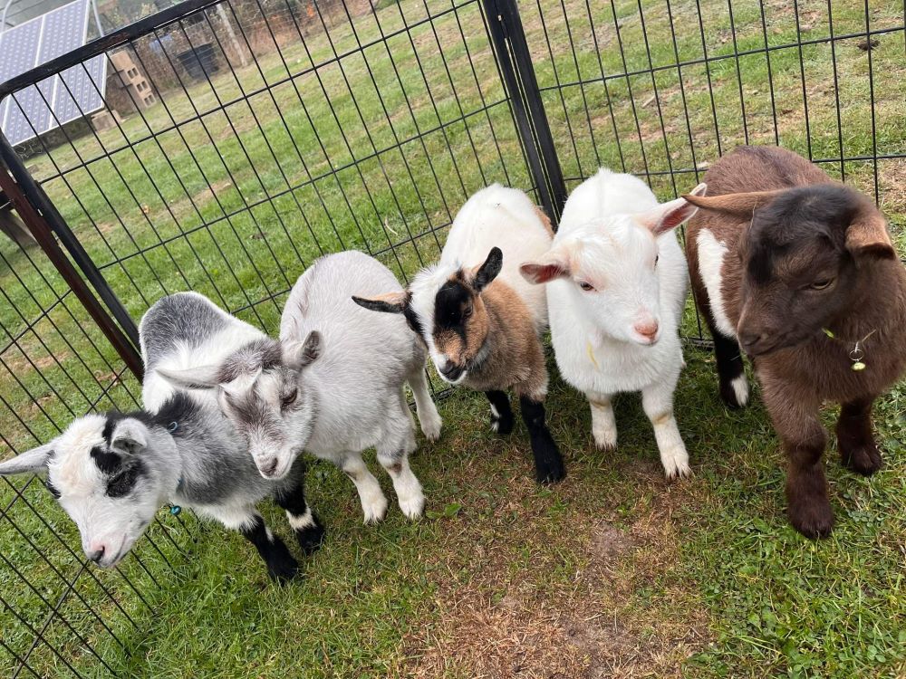 Pygmy Goats for Sale