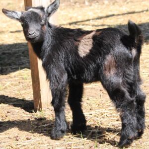 mini pygmy goats for sale