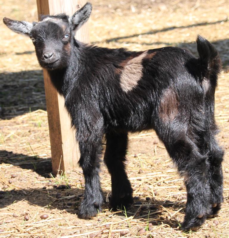 mini pygmy goats for sale