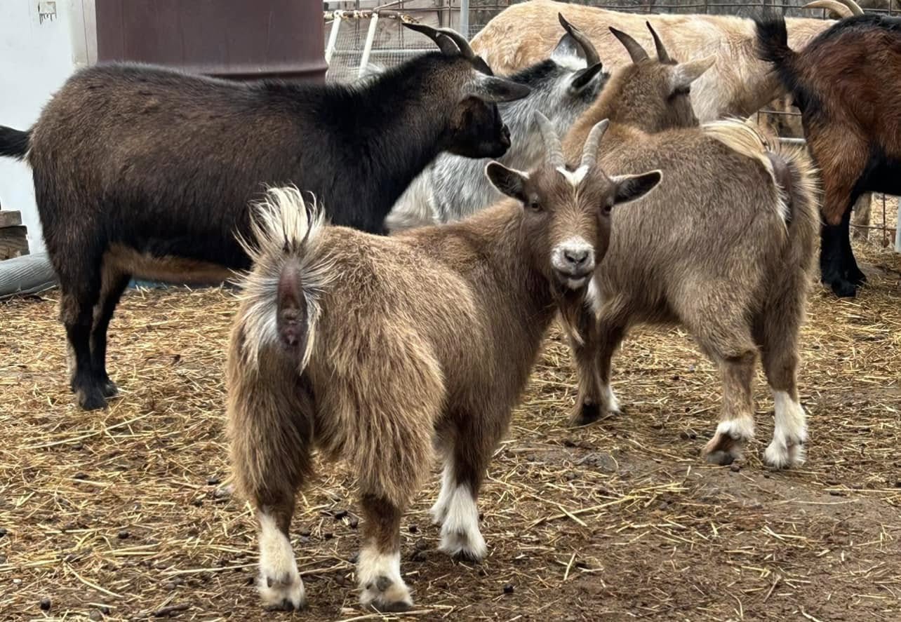 nigerian pygmy goats for sale