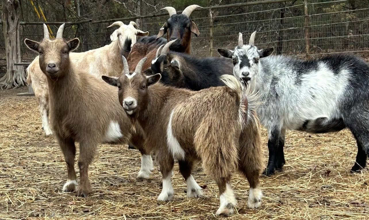 nigerian pygmy goats for sale