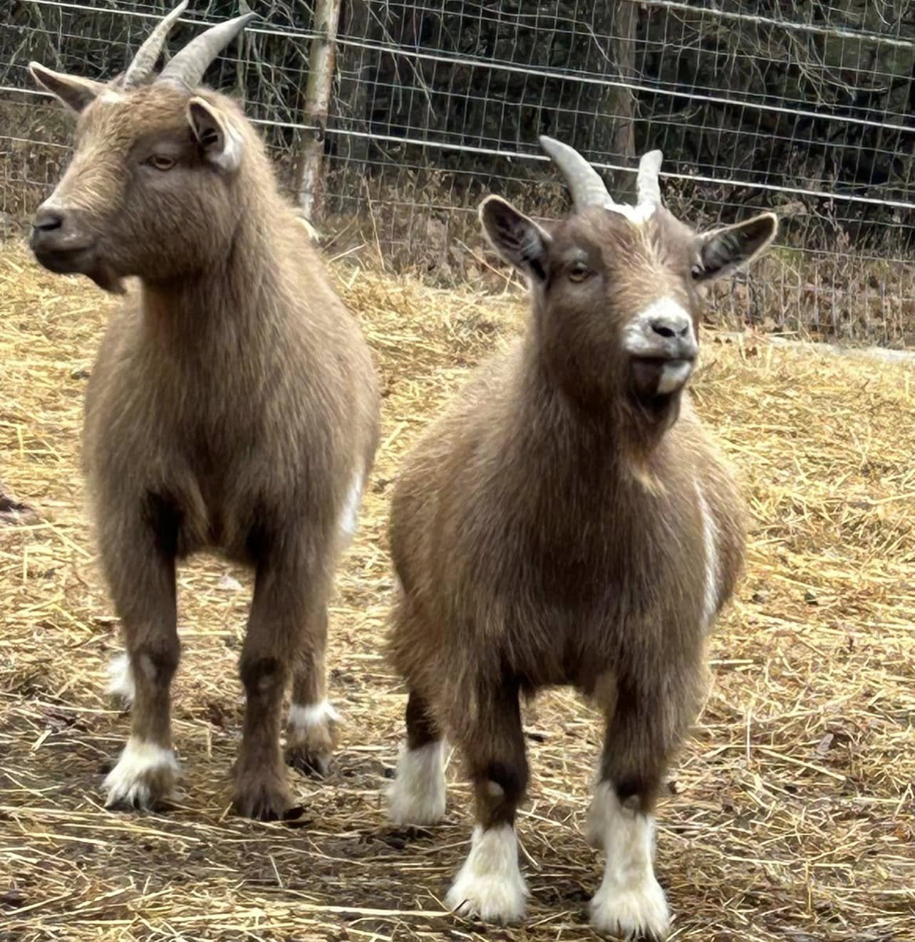 nigerian pygmy goats for sale
