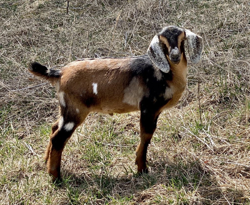 nubian pygmy goats for sale