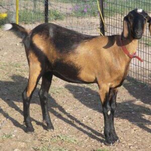 nubian pygmy goats for sale