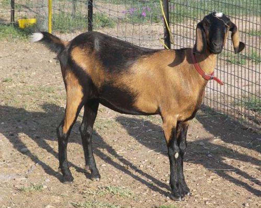 nubian pygmy goats for sale