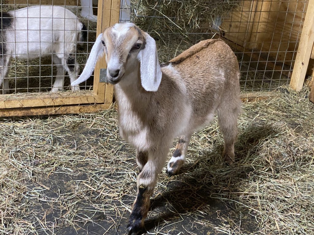nubian pygmy goats for sale