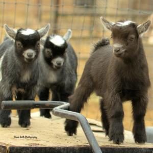 teacup pygmy goats for sale